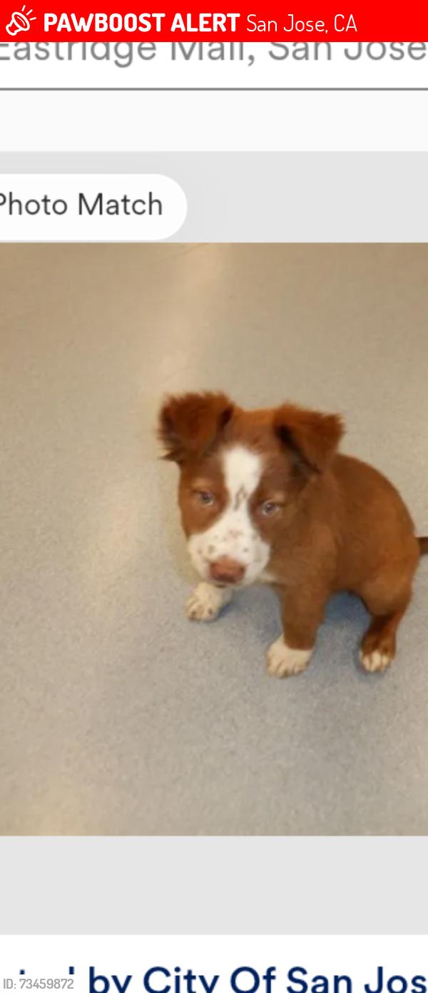 Lost Female Dog last seen Eastridge loop parking lot, San Jose, CA 95121