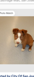 Lost Female Dog last seen Eastridge loop parking lot, San Jose, CA 95121