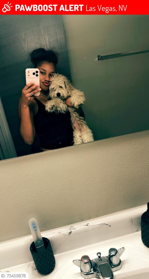 Lost Male Dog last seen East Charleston, Las Vegas, NV 89101