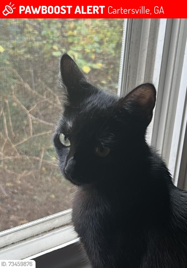 Lost Female Cat last seen Old Dallas Hwy, Cartersville, GA 30120