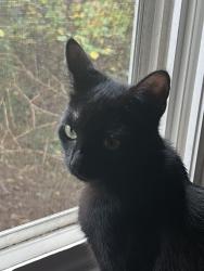 Lost Female Cat last seen Old Dallas Hwy, Cartersville, GA 30120