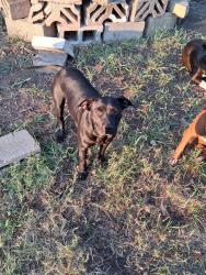 Lost Female Dog last seen 184th and creager, Mounds, OK 74047