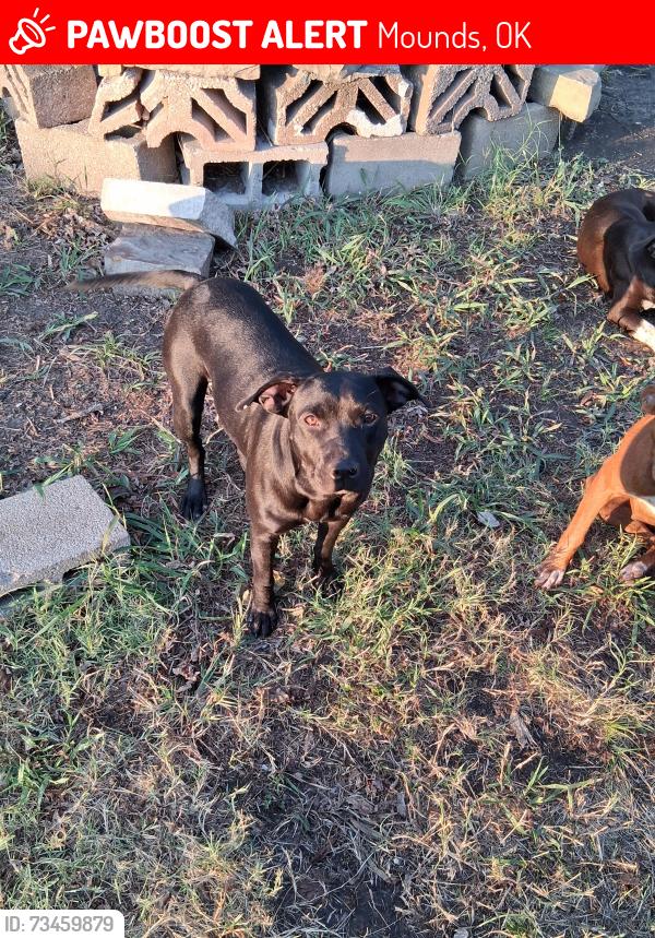 Lost Female Dog last seen 184th and creager, Mounds, OK 74047