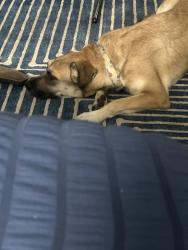 Found/Stray Female Dog last seen Celebrities bar, San Bernardino, CA 92407