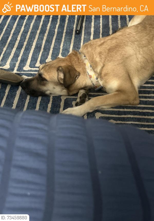 Found/Stray Female Dog last seen Celebrities bar, San Bernardino, CA 92407