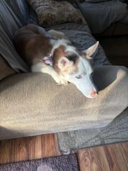 Reunited Female Dog last seen Near Central Ave, Glenside, PA 19038, USA, Glenside, PA 19038