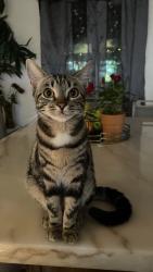 Lost Female Cat last seen Near W Gage Ave, Los Angeles, CA 90003