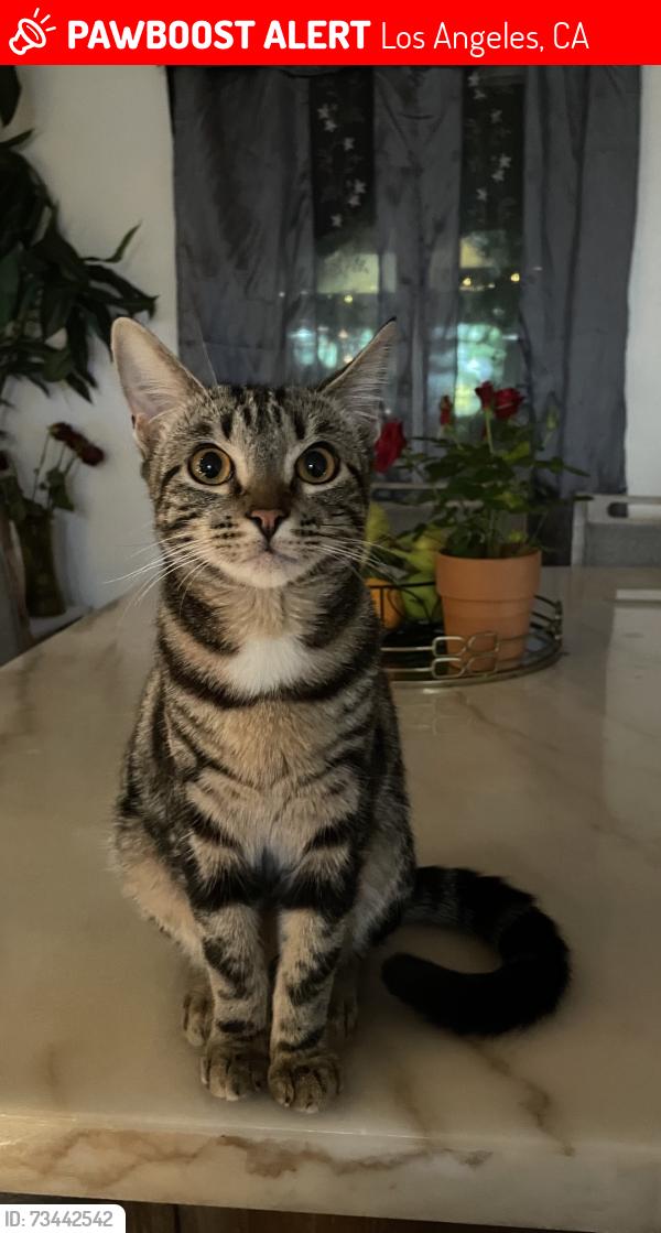 Lost Female Cat last seen Near W Gage Ave, Los Angeles, CA 90003