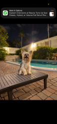 Reunited Female Dog last seen North 25th street, Tampa, FL 33605