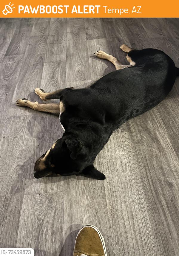 Found/Stray Male Dog last seen Miller and Barbara, Tempe, AZ 85288