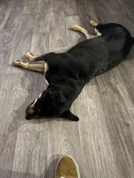 Found/Stray Male Dog last seen Miller and Barbara, Tempe, AZ 85288