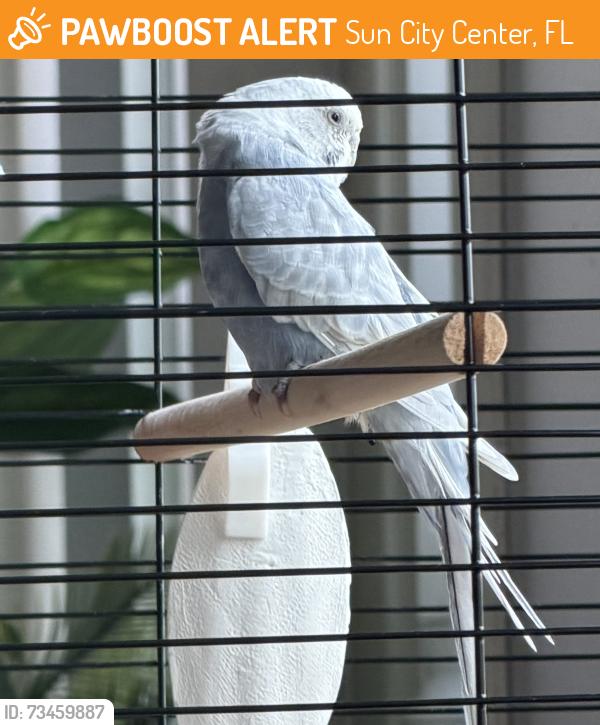 Found/Stray Unknown Bird last seen North Course, Sun City Center, FL 33573