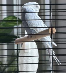 Found/Stray Unknown Bird last seen North Course, Sun City Center, FL 33573