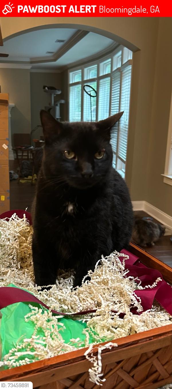 Lost Male Cat last seen Cypress Loop, Bloomingdale, GA 31302