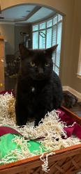 Lost Male Cat last seen Cypress Loop, Bloomingdale, GA 31302