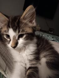 Lost Male Cat last seen Near 64th Street South, St. Petersburg, FL 33707