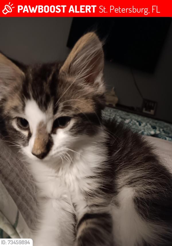 Lost Male Cat last seen Near 64th Street South, St. Petersburg, FL 33707