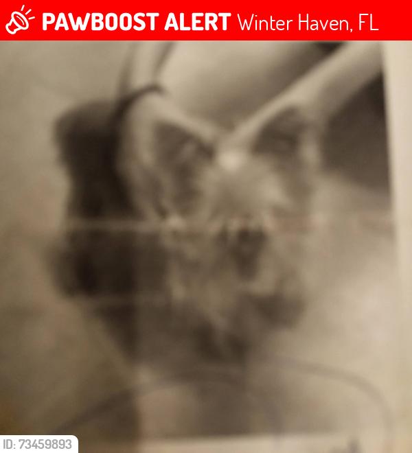Lost Male Dog last seen Winter haven auburndale fl, Winter Haven, FL 33881