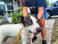 Found/Stray Male Dog last seen Near NW pioneer Ave, Oklahoma City, OK 73107