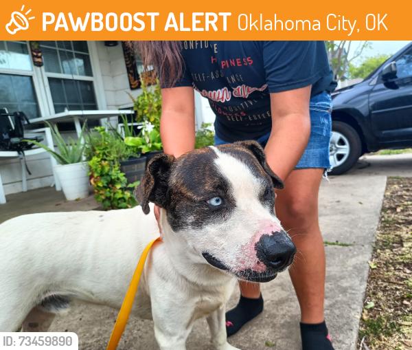 Found/Stray Male Dog last seen Near NW pioneer Ave, Oklahoma City, OK 73107