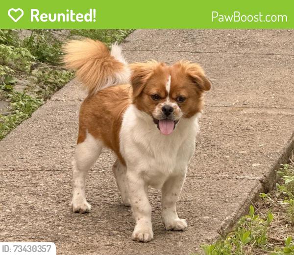 Reunited Male Dog last seen 120th street South Ozone Park, Queens, NY 11420