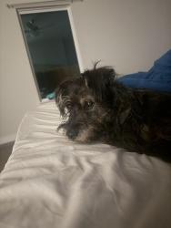 Found/Stray Female Dog last seen Haymarket road, Dallas, TX 75217