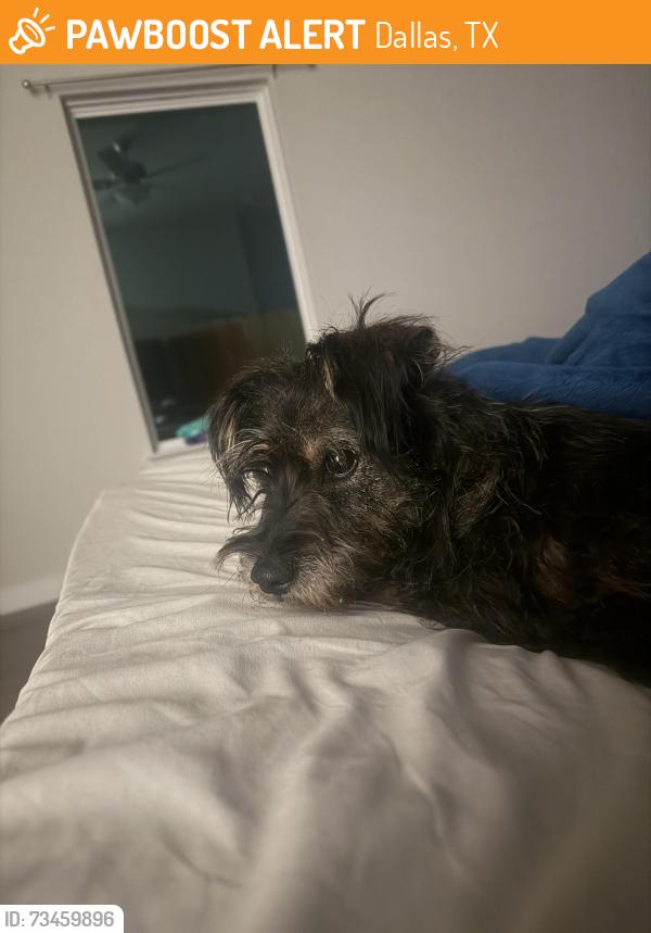 Found/Stray Female Dog last seen Haymarket road, Dallas, TX 75217