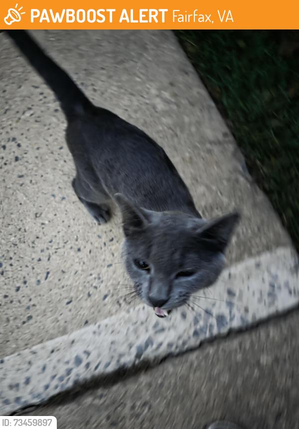 Found/Stray Male Cat last seen Random Hills, Fairfax, VA 22030