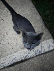 Found/Stray Male Cat last seen Random Hills, Fairfax, VA 22030