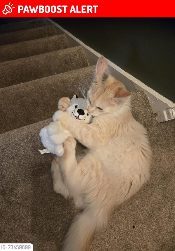 Lost Male Cat last seen The Boundary Stone. Worsley, Worsley, England M28 1YR