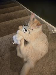 Lost Male Cat last seen The Boundary Stone. Worsley, Worsley, England M28 1YR