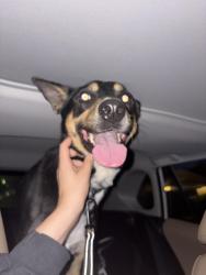Found/Stray Male Dog last seen Lone mountain & tenaya, Las Vegas, NV 89129