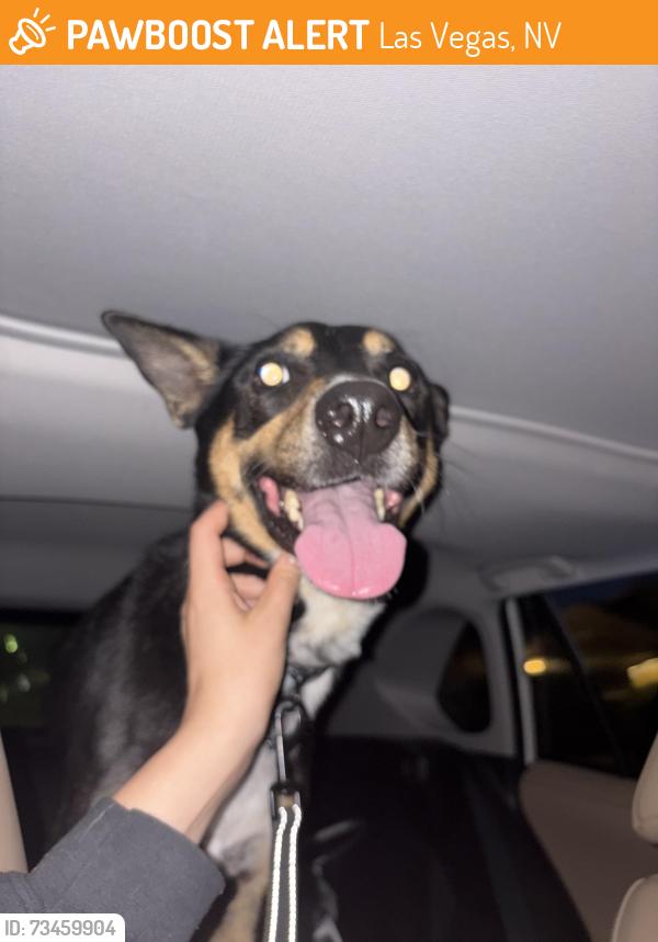 Found/Stray Male Dog last seen Lone mountain & tenaya, Las Vegas, NV 89129