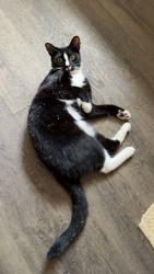 Lost Male Cat last seen Near queens avenue highworth, Highworth, England SN6 7BA