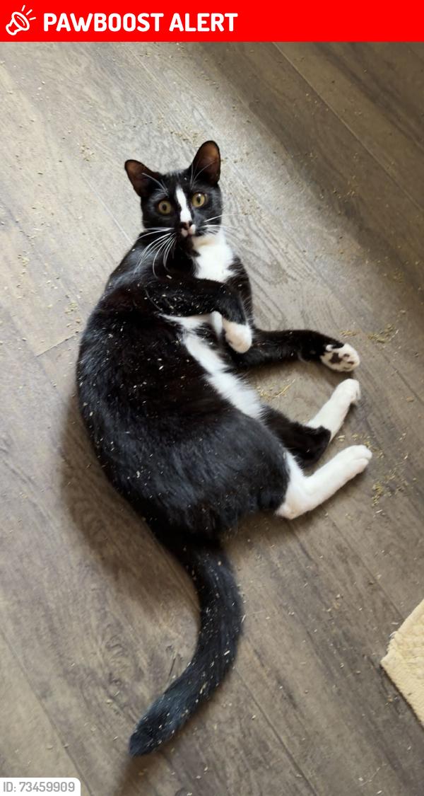 Lost Male Cat last seen Near queens avenue highworth, Highworth, England SN6 7BA