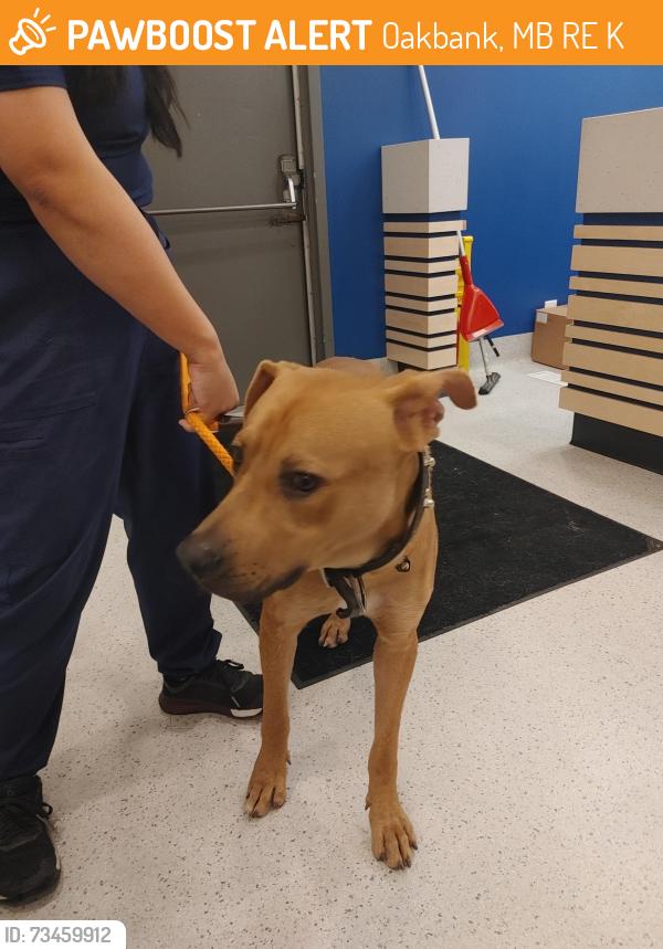 Found/Stray Male Dog last seen Birds Hill Provincial Park, Oakbank, MB R0E 0K0