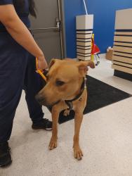 Found/Stray Male Dog last seen Birds Hill Provincial Park, Oakbank, MB R0E 0K0