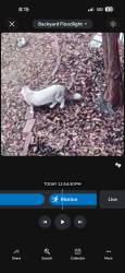 Found/Stray Unknown Cat last seen Nicholas dr, Birmingham, AL 35215
