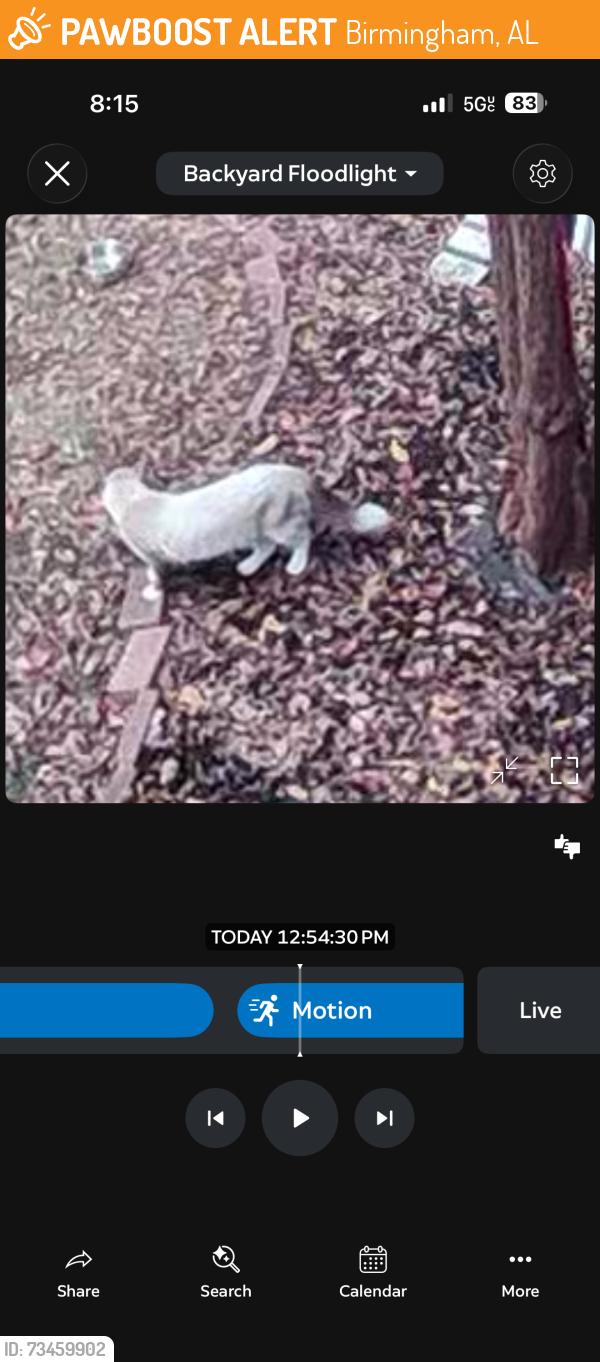 Found/Stray Unknown Cat last seen Nicholas dr, Birmingham, AL 35215