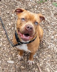 Shelter Stray Female Dog last seen Near Woodberry Place, 30034, GA, 3280 Chamblee Dunwoody Rd, Chamblee, GA 30341, USA