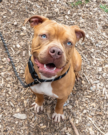 Shelter Stray Female Dog last seen Near Woodberry Place, 30034, GA, 3280 Chamblee Dunwoody Rd, Chamblee, GA 30341, USA