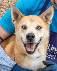 Shelter Stray Male Dog last seen Near Gresham Rd S E Atlanta, 30316, 30316, GA, 3280 Chamblee Dunwoody Rd, Chamblee, GA 30341, USA