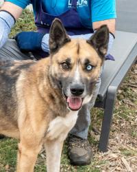 Shelter Stray Male Dog last seen Near Henrrico Road Conley, 30288, GA, 3280 Chamblee Dunwoody Rd, Chamblee, GA 30341, USA