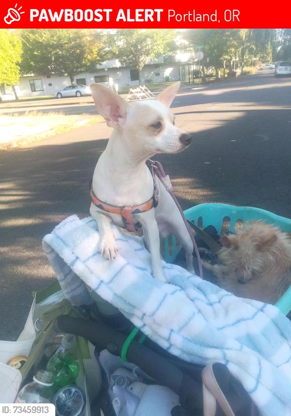 Lost Male Dog last seen 5th ave and harrison, Portland, OR 97201