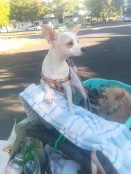 Lost Male Dog last seen 5th ave and harrison, Portland, OR 97201