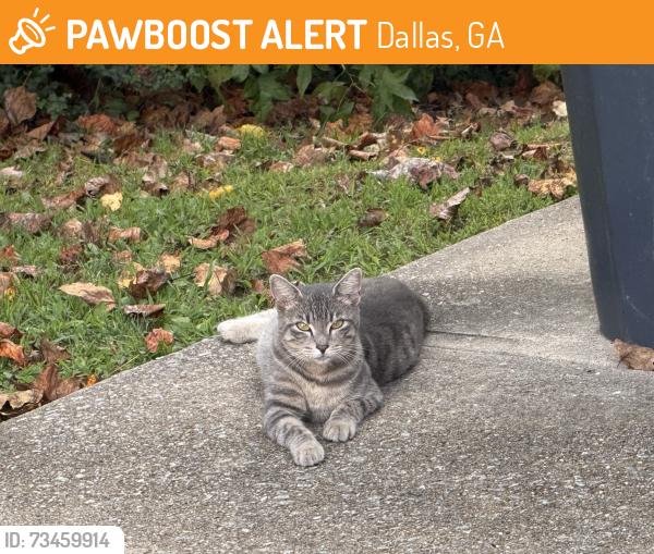 Found/Stray Unknown Cat last seen Colton Creek ct off of Graham Road in Dallad, Dallas, GA 30132