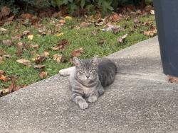Found/Stray Unknown Cat last seen Colton Creek ct off of Graham Road in Dallad, Dallas, GA 30132