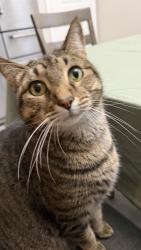Lost Male Cat last seen Ruby Dr, Texas City, TX 77591