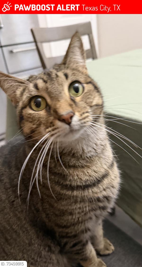 Lost Male Cat last seen Ruby Dr, Texas City, TX 77591