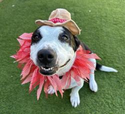 Shelter Stray Female Dog last seen Crows Nest Court, Oceanside, CA, 92057, Oceanside, CA 92058, USA